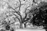 Pawley's Island Oak
