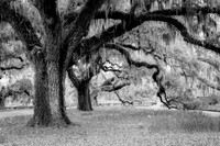 The Oak Swing
