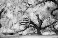 Under the Big Oak Tree