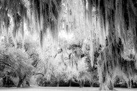 Hanging Moss