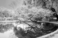 Reflection In The Water