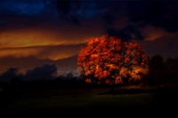 Glistening Autumn