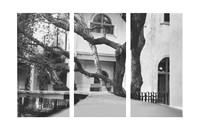 Austin Tree Triptych