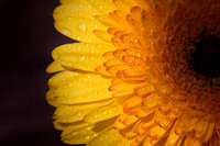 Shining Through