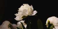 Whispers of White