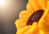 Let The Sunshine In