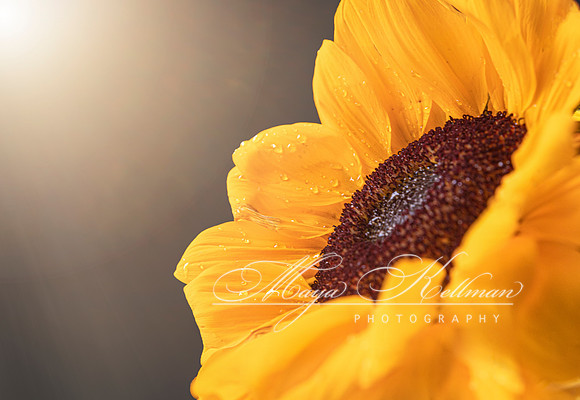 Let The Sunshine In