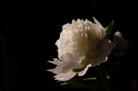 Illuminated Bloom
