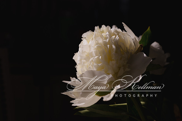 Illuminated Bloom