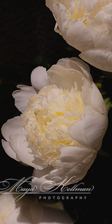 Nature's Embrace
