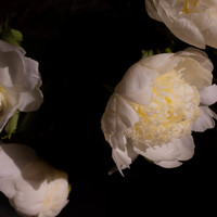 A Visual Symphony 1