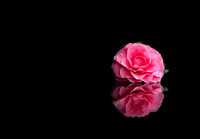 Simply Beautiful